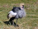 Grey-Crowned Crane (WWT Slimbridge April 2013) - pic by Nigel Key